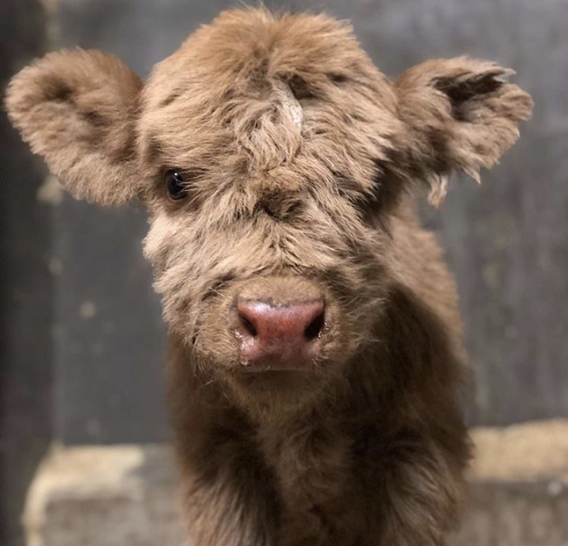 CowoftheDay1's tweet photo. 📅 7th July 2020
🏷 Instagram/hmgaard
💕 #animaloftheday https://t.co/Y2VzDdfgbM