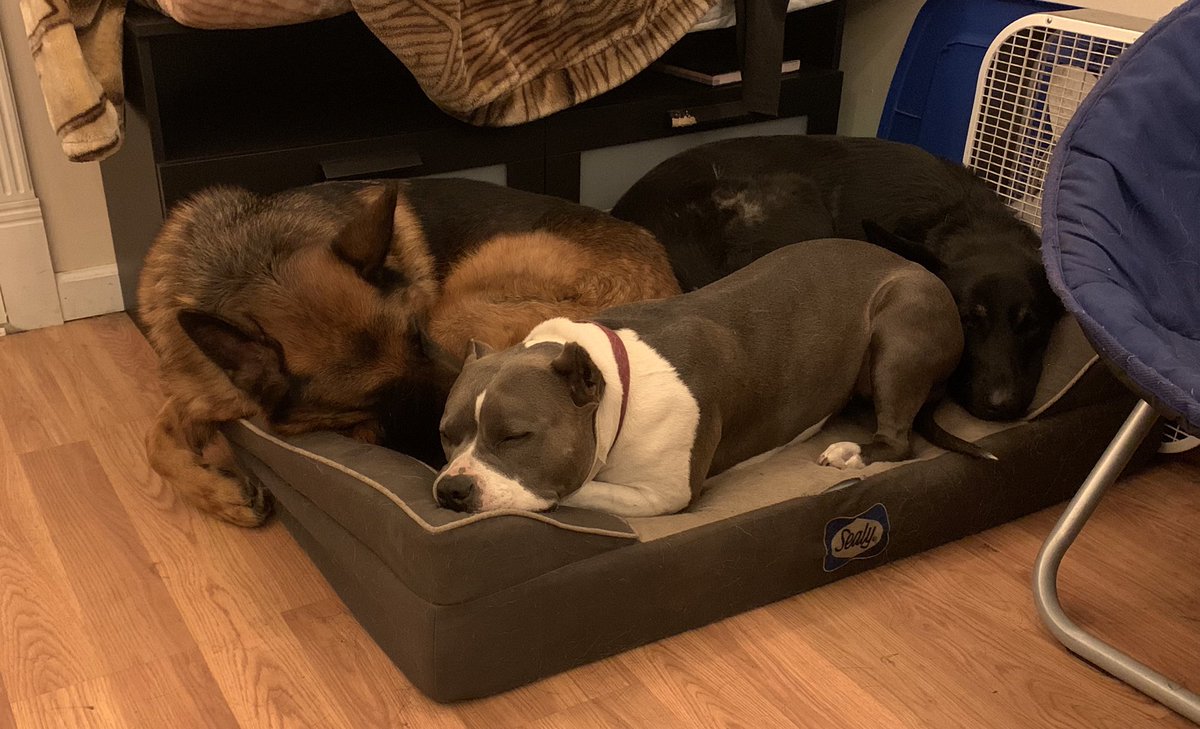 Jevry - K9 Command tweet media