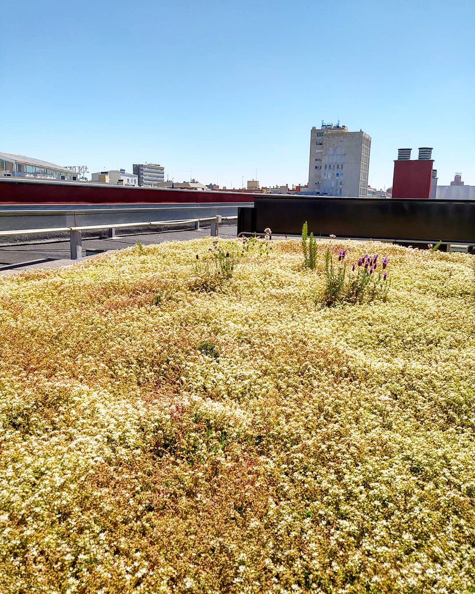 simbiosiestudi's tweet photo. Cubiertas vegetales instaladas en Madrid para @ColonialOficina . La floración de los diversos Sedum junto a las lavandas es espectacular. También hemos realizado el seguimiento de las cajas nido, tanto de aves como de murciélagos. #cubiertasverdes #biodiversidad #breeam https://t.co/Z8f1Li4GQM