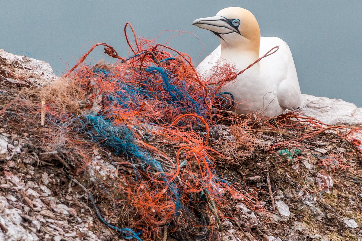  #PlasticFreeJuly Fact 7.Over 90% of seabirds have swallowed plastics. That figure doesn't include all the birds which become entangled and injured by the plastic waste dumped in our oceans and on our beaches.