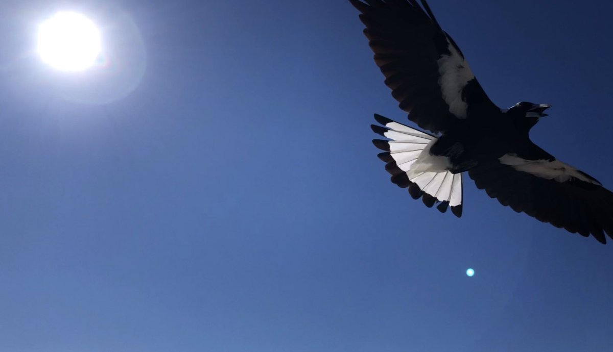 Andrew Speed 🇦🇺 tweet media