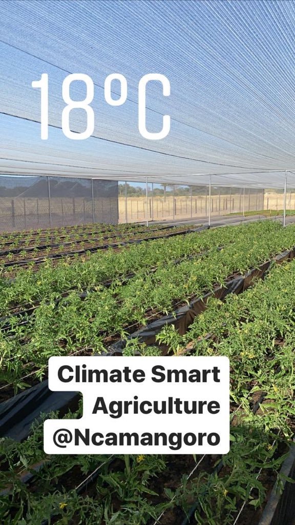 Green_Viewpoint's tweet photo. Visiting the Ncamangoro Community Forest. Produce here includes cauliflower, broccoli, spinach, tomatoes, carrots and strawberries #smartagriculturename #eifprojects #cbnrmeda 
Cc: @theGCF https://t.co/BI7vnBqwv3