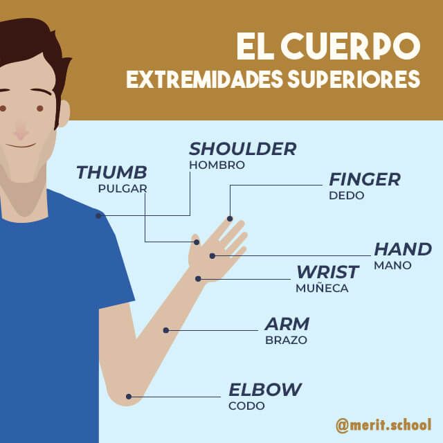 Merit_School's tweet photo. 🙋‍♂️ Vocabulario específico sobre las extremidades superiores. ¿Conoces todas las palabras? https://t.co/TY0Aya1fUO