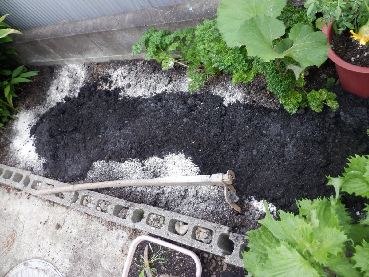 うさ 7 3 ミニ白菜タイニーシュシュを育ててたブロック畑は南側なんですが 隣家の壁で日が当たらず秋作はあまり育たないようですが とりあえず土作り 開始 混植のパセリや青紫蘇をどけて根っこを取り除いて 牡蠣殻石灰と牛糞堆肥を入れて耕しました