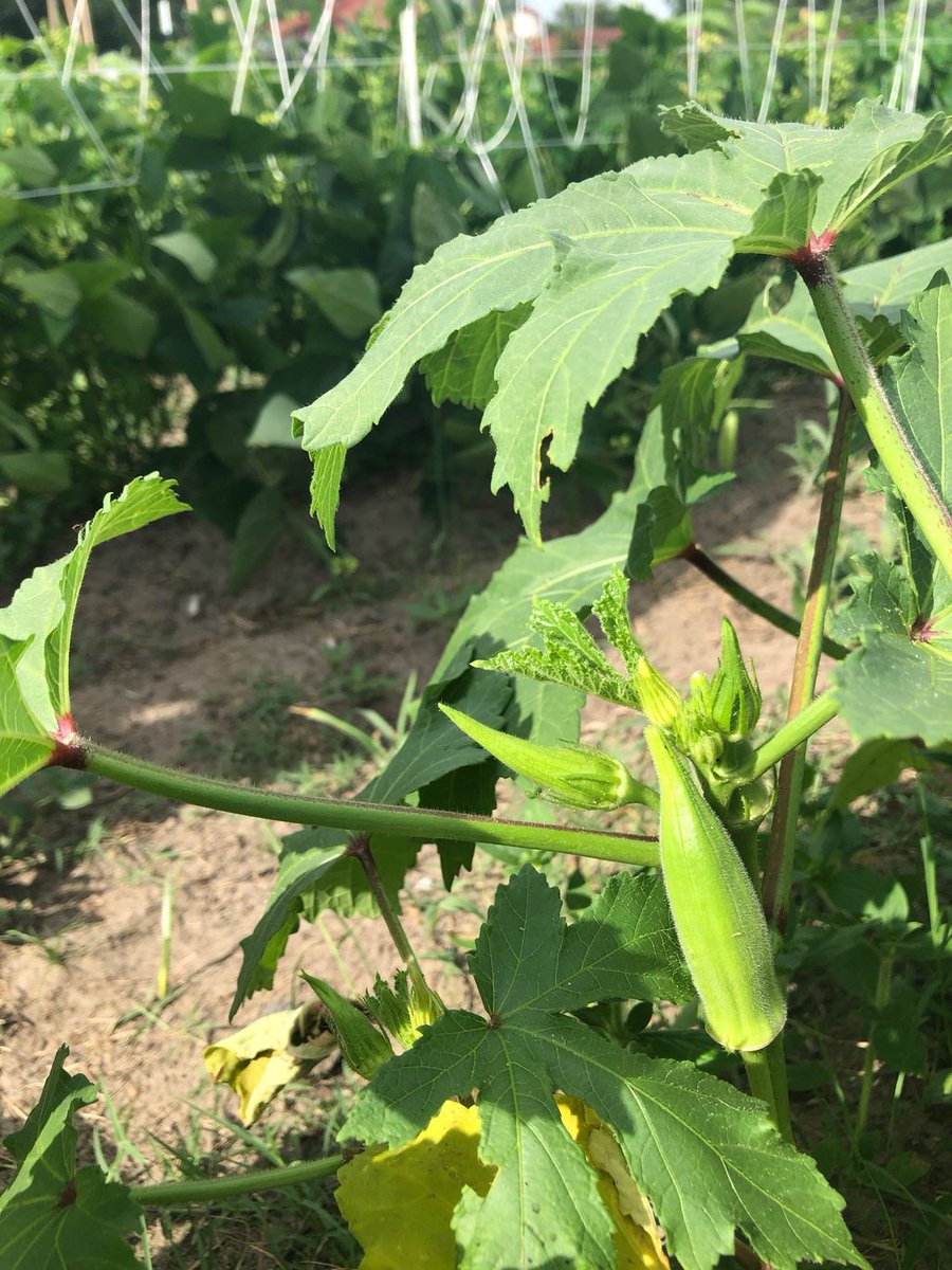thirdstreetec's tweet photo. In a season of life when so many things are uncertain it’s comforting to know that God still makes things grow.
#greenvillenc #uptowngreenville #jesus https://t.co/PscWAaaZGl