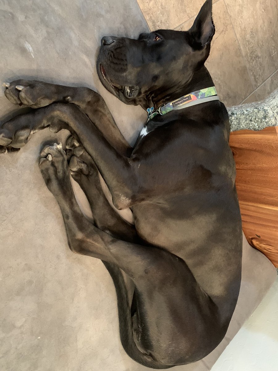 fuentejps's tweet photo. A little sluggish today😞 had vet yesterday, shots! I weigh 142 and she said my muscle tone is excellent! I was a good boy and everyone loved on me:) #thatsover #hugothedane https://t.co/AuW0gJ5Hwa