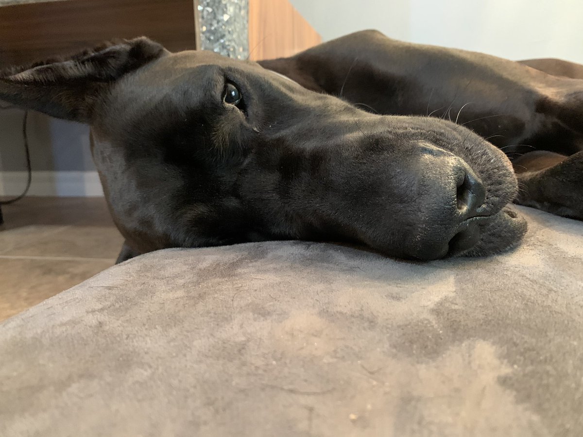 fuentejps's tweet photo. A little sluggish today😞 had vet yesterday, shots! I weigh 142 and she said my muscle tone is excellent! I was a good boy and everyone loved on me:) #thatsover #hugothedane https://t.co/AuW0gJ5Hwa