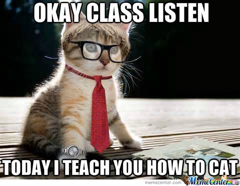 UticaTeachers's tweet photo. Sometimes we can just use a cute cat picture. #CatsOfTwitter
#uticaproud #UEAProud https://t.co/sNYNc6ldRm