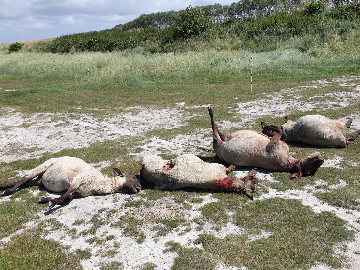 Attaque de chiens errants au #PréSalés sur le troupeau de Yannick Frain. Le bilan est lourd : 9 moutons égorgés dans la nuit du 5 au 6 juillet