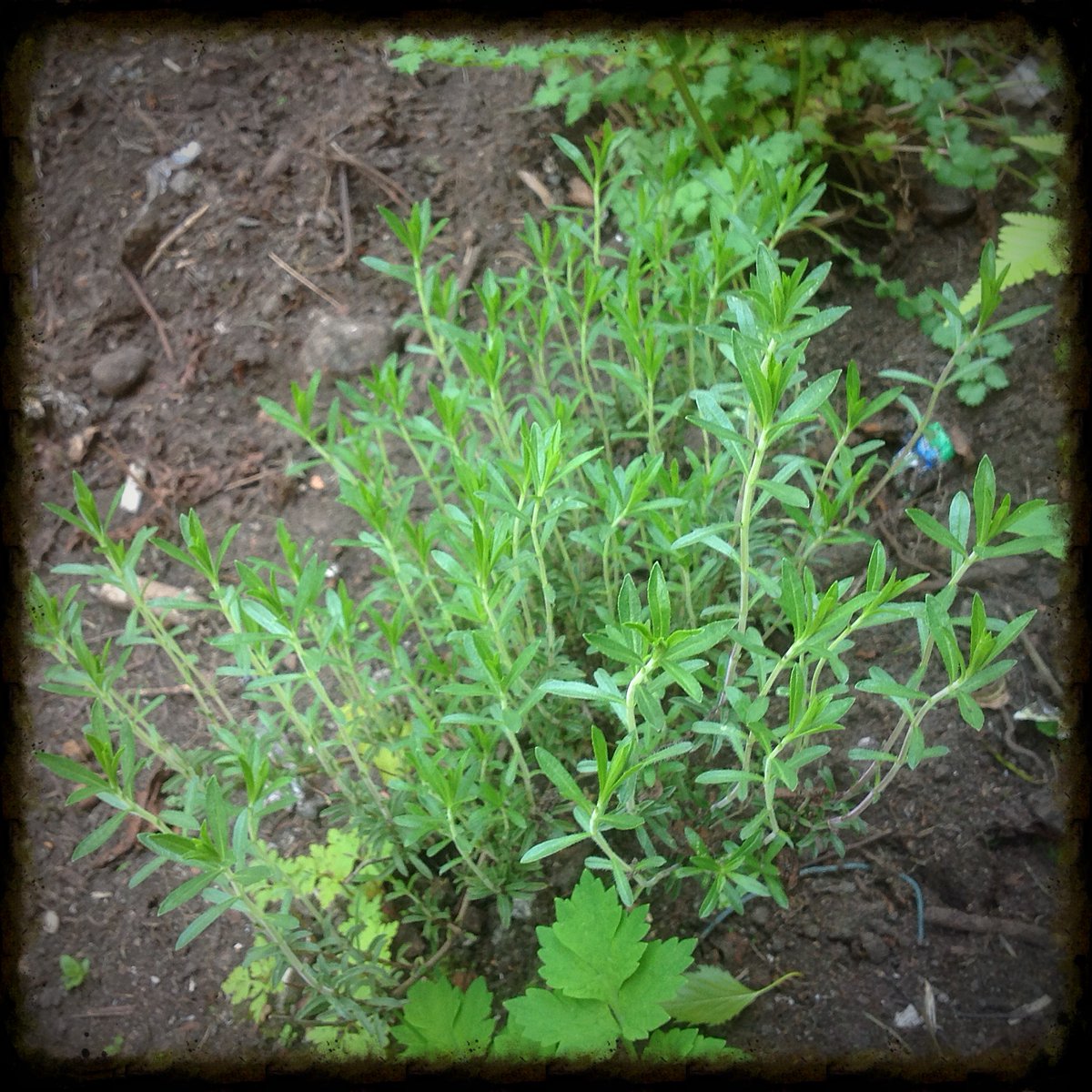 Hal_Duncan's tweet photo. Day 115 of #100DaysOfPlants and it's winter savoury. This poor kid is still recovering from being tromped on by workies, but I'm just leaving him to heal. Not as fast a grower as rosemary, I think, so I wanna let him bush out a good bit to support my usage, I reckon. https://t.co/ifo5LyBfZQ