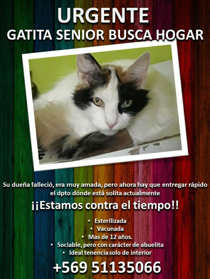 Fundación ClubGatero tweet media