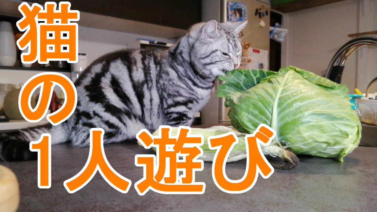 shichinosuke07's tweet photo. https://t.co/j9UMroqH2s
七之助の一人遊び&amp;ちょっとしたイタズラ？動画になります。４歳になった七之助をこれからもよろしくお願いします。
＃猫のいる暮らし
#猫のいる幸せ 
#猫好きな人と繋がりたい https://t.co/xxRWTsps05
