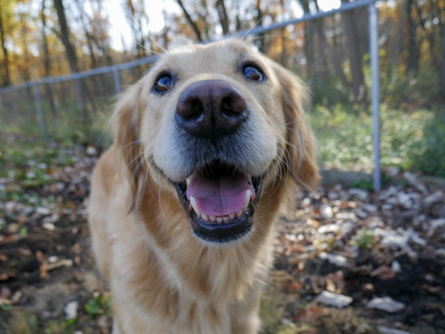 K9ComfortDogs's tweet photo. #smilethread #comfortthread #comfortdogs #tuesdaymood #dogs https://t.co/2jqPsXsj0Q