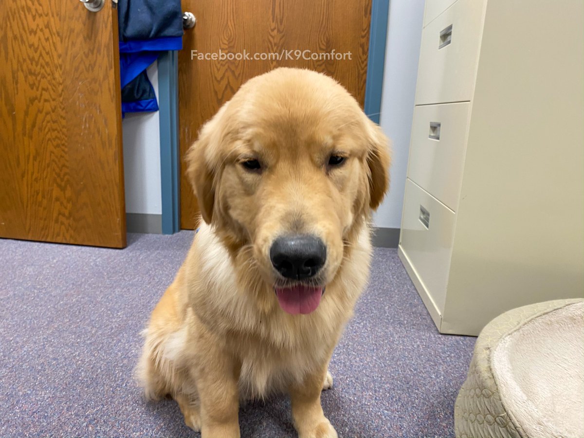 K9ComfortDogs's tweet photo. #smilethread #comfortthread #comfortdogs #tuesdaymood #dogs https://t.co/xvwiv873zT