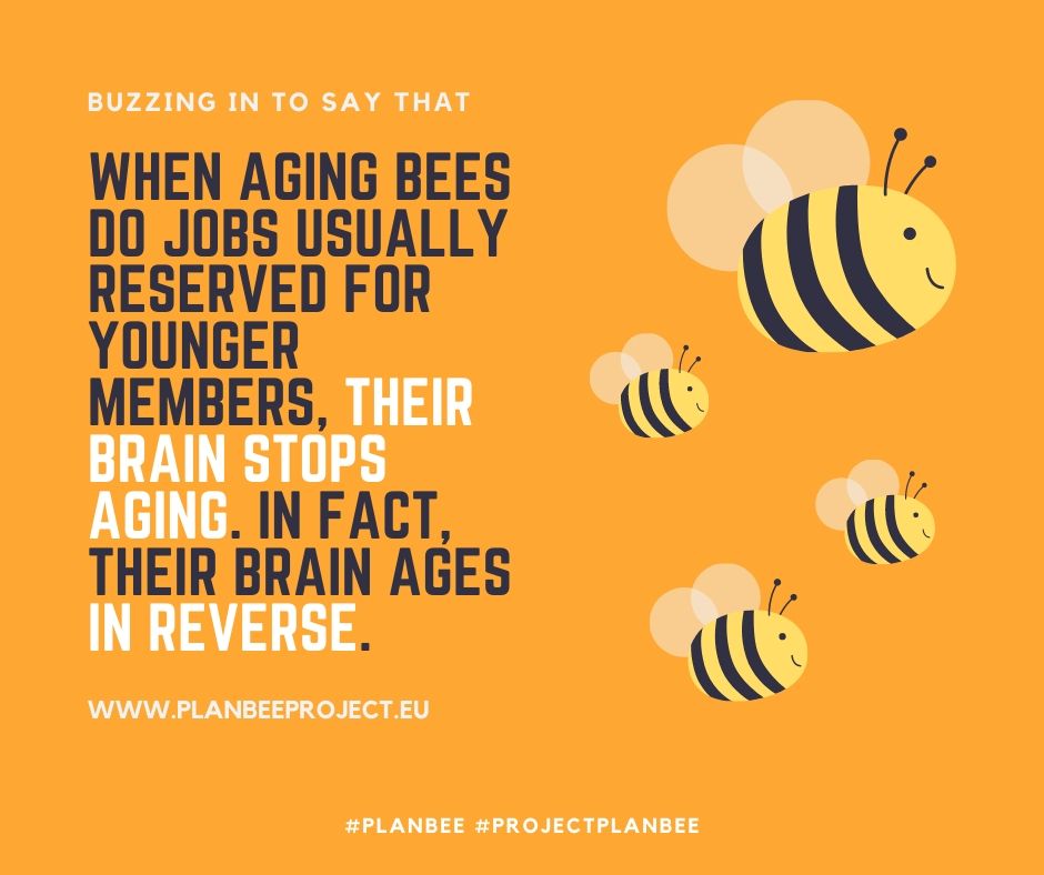 FyGConsultores1's tweet image. Imagine if riding a tricycle didn&apos;t just make you feel young — it actually made your brain tick like a younger person&apos;s 🐝

Scientists at Arizona State University believe the discovery can help us slow the onset of dementia @projectPlanBee  #ProjectPlanBee