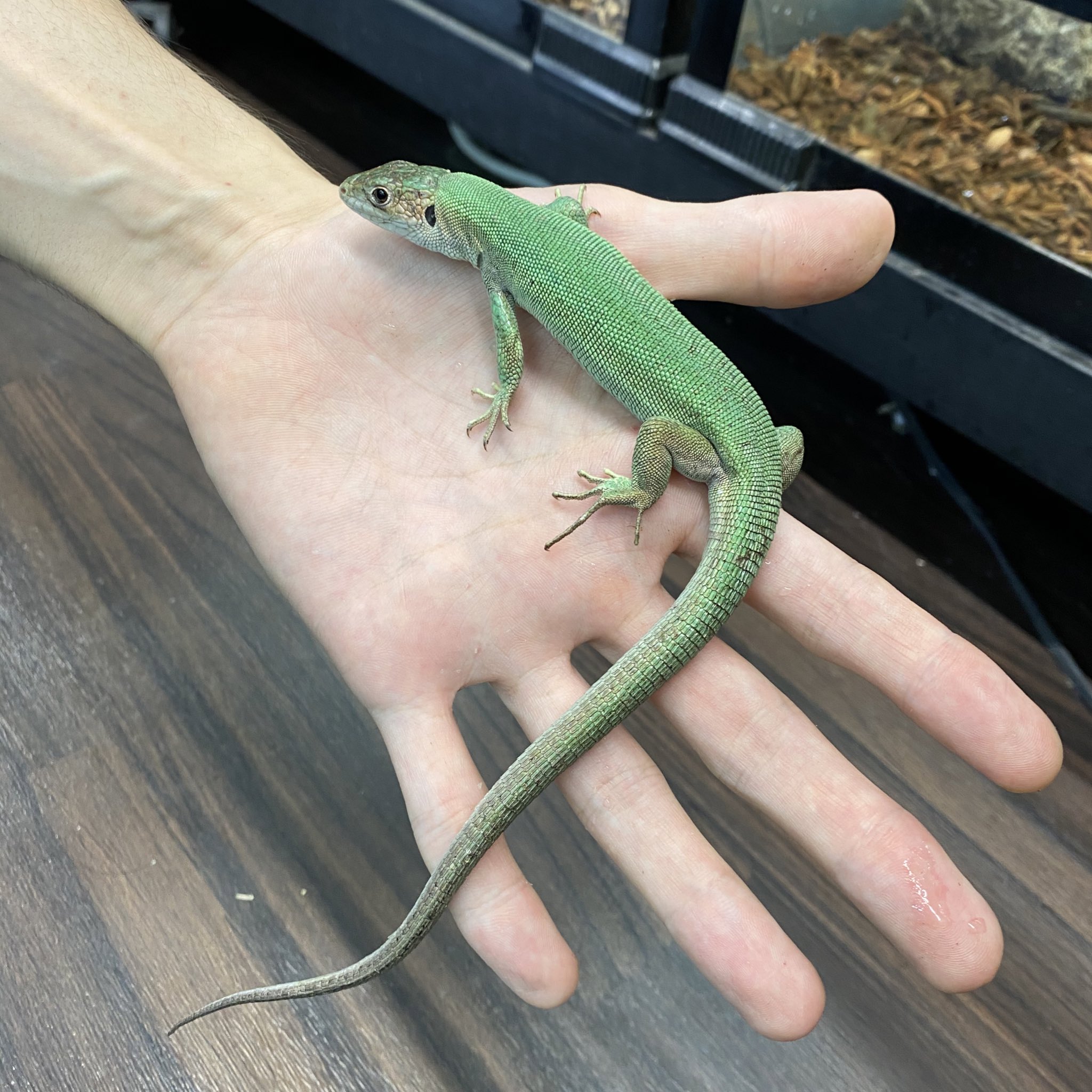 爬虫類ショップ マニレプ スタッフの呟き ニシミドリカナヘビ すごく綺麗な緑色のカナヘビです メタリックグリーン感がいいですね リザードフードやレパシーなどの人工フードなども食べています 明日 明後日は定休日となります T Co