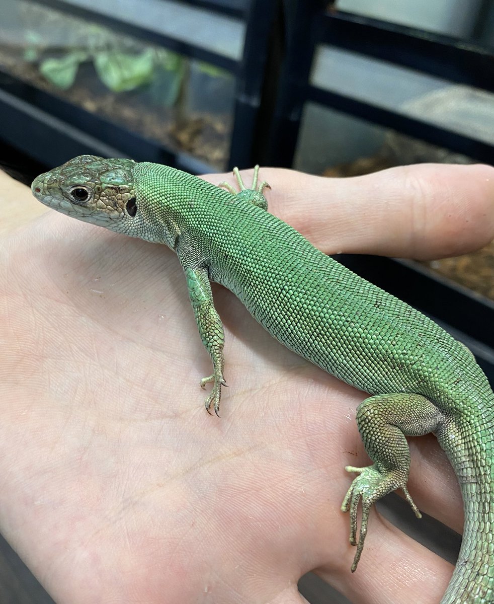 爬虫類ショップ マニレプ スタッフの呟き Pa Twitter ニシミドリカナヘビ すごく綺麗な緑色のカナヘビです メタリックグリーン感がいいですね リザードフードやレパシーなどの人工フードなども食べています 明日 明後日は定休日となります