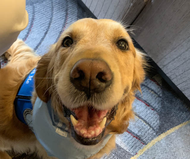 K9ComfortDogs's tweet photo. #smilethread #comfortthread #comfortdogs #tuesdaymood #dogs https://t.co/8f0GkmSaVB