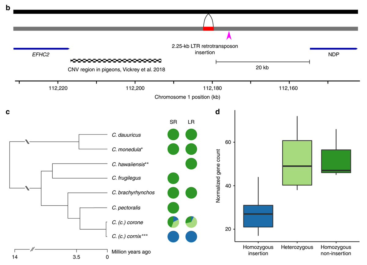 alexander_suh's tweet photo. Excited to see this study led by @MWeissensteiner out in @NatureComms.

@valentina_peona &amp; I helped with #transposon annotation, &amp; were delighted to see that the key candidate for plumage differences in hooded/carrion crows is an LTR insertion. https://t.co/sGQWUUjqoO

TEs rock! https://t.co/INWdc2WDIX
