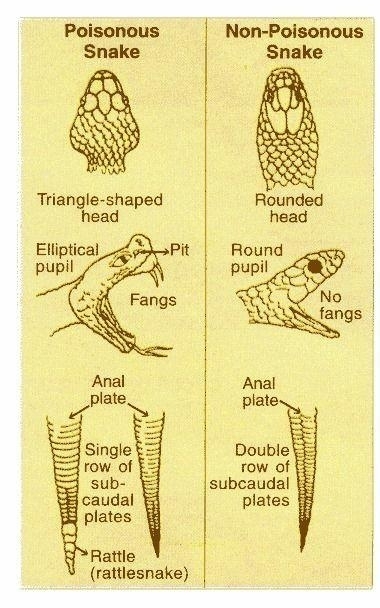 CrystalNoticeb1's tweet photo. How to know if a snake is poisonous 🐍

https://t.co/SUYDLWD15h
#LifeHacks #lifehack https://t.co/mF6C0QwBXp