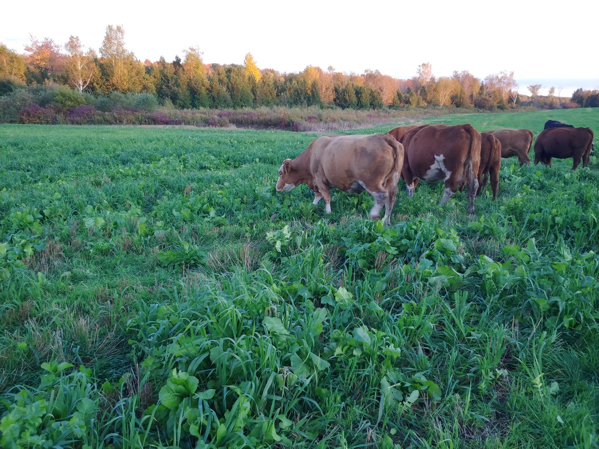 Planning our 2020 grazing cover mix for beef cows following winter wheat this year.
Last year's mix:
25 lbs Oats (rusts)
25 lbs Barley
1 lb Purple Top Turnips
2 lbs Daikon Radish
1 lb Hybrid Brassica
2-3 lbs Crimson Clover
Maybe try Spring Triticale in place of oats, thoughts?