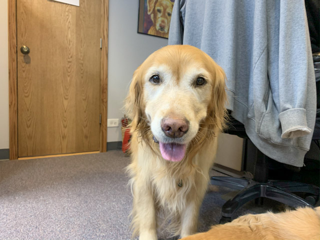 K9ComfortDogs's tweet photo. #smilethread #comfortthread #comfortdogs #tuesdaymood #dogs https://t.co/p52XpMHRUm