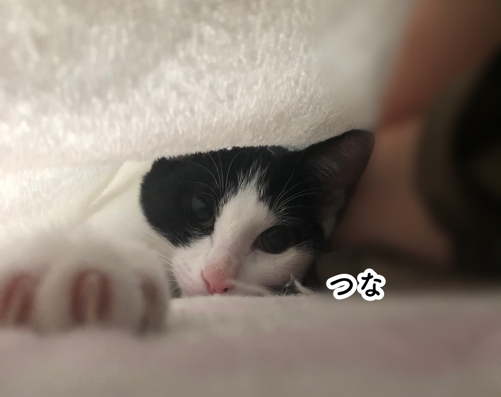 抱きつく猫 Twitter Search Twitter