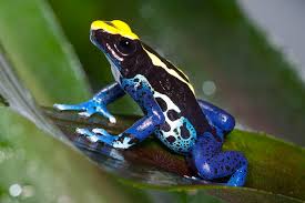 PositivePyrami1's tweet photo. #TrumpIsANationalDisgrace And people will #VoteForJoe and America will soon be #BlueAF just like these animals are blue AF:
1) Saltwater fish (species unknown)
2) Dart frog
3) Hyacinth Macaws
4) Chameleon https://t.co/VfDC9mvlLB