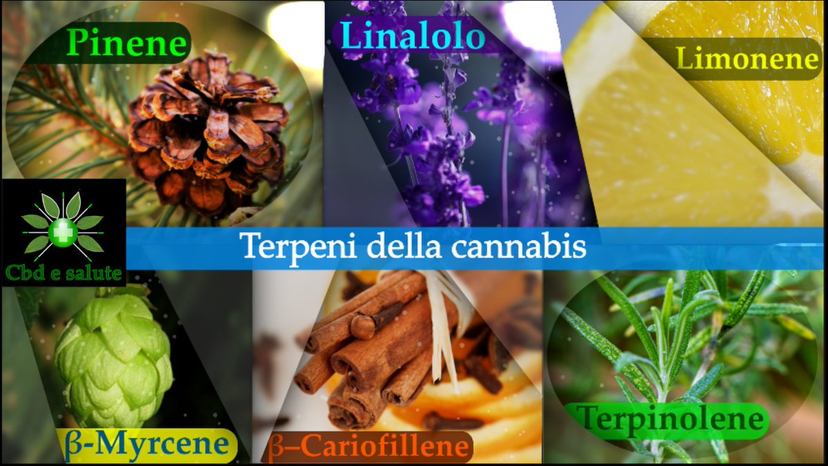 cbdesalute's tweet photo. #cannabis: i diversi ๐๐๐๐๐๐๐ ๐๐๐๐๐๐๐๐๐๐๐ in parte son dovuti ai #๐๐ฒ๐ฟ๐ฝ๐ฒ๐ป๐ถ, ๐๐๐๐จ๐๐ค๐ฃ๐ค ๐จ๐๐ฃ๐๐ค๐ก๐๐ง๐ข๐๐ฃ๐ฉ๐ ๐ ๐๐ฃ ๐จ๐๐ฃ๐๐ง๐๐๐ ai cannabinoidi.
#cbd #cbditalia #cbdoil #oliocbd #salute #dolore #ansia #insonnia #cervicale #stress #ernia https://t.co/nbhnoFZuVV