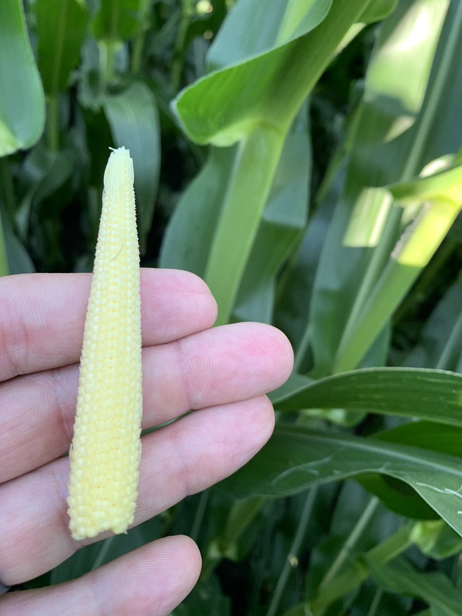 TheCornProphet's tweet photo. Random ear shoot check. 22 rows around on 32K irrigated. That’s a good start. #whiteninja https://t.co/wDBq3PjRZL