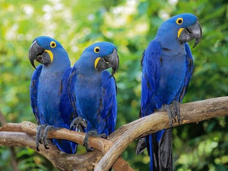 PositivePyrami1's tweet photo. #TrumpIsANationalDisgrace And people will #VoteForJoe and America will soon be #BlueAF just like these animals are blue AF:
1) Saltwater fish (species unknown)
2) Dart frog
3) Hyacinth Macaws
4) Chameleon https://t.co/VfDC9mvlLB