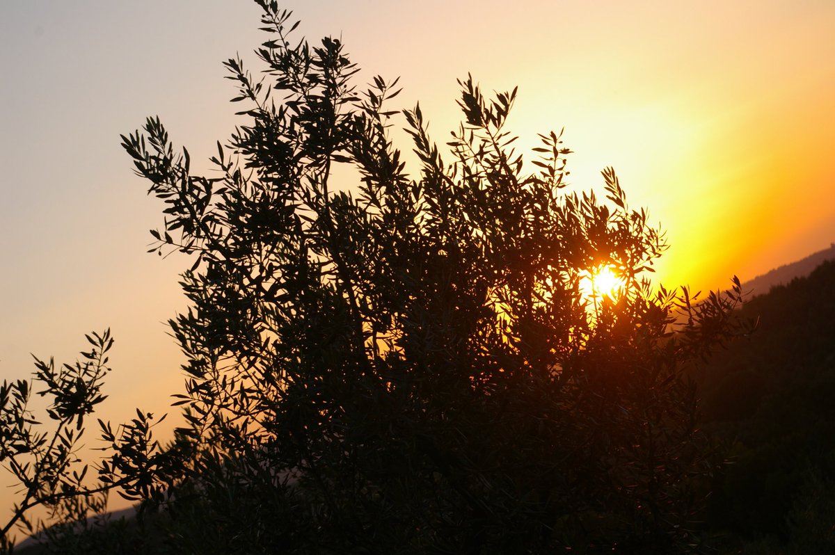 A happy #memory from a retreat in Giano, Italy 10 years ago. May you also find peace in this olive grove. #bhsummer20