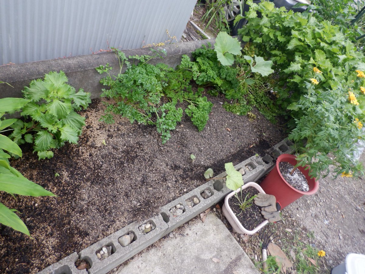 うさ 7 3 ミニ白菜タイニーシュシュを育ててたブロック畑は南側なんですが 隣家の壁で日が当たらず秋作はあまり育たないようですが とりあえず土作り 開始 混植のパセリや青紫蘇をどけて根っこを取り除いて 牡蠣殻石灰と牛糞堆肥を入れて耕しました