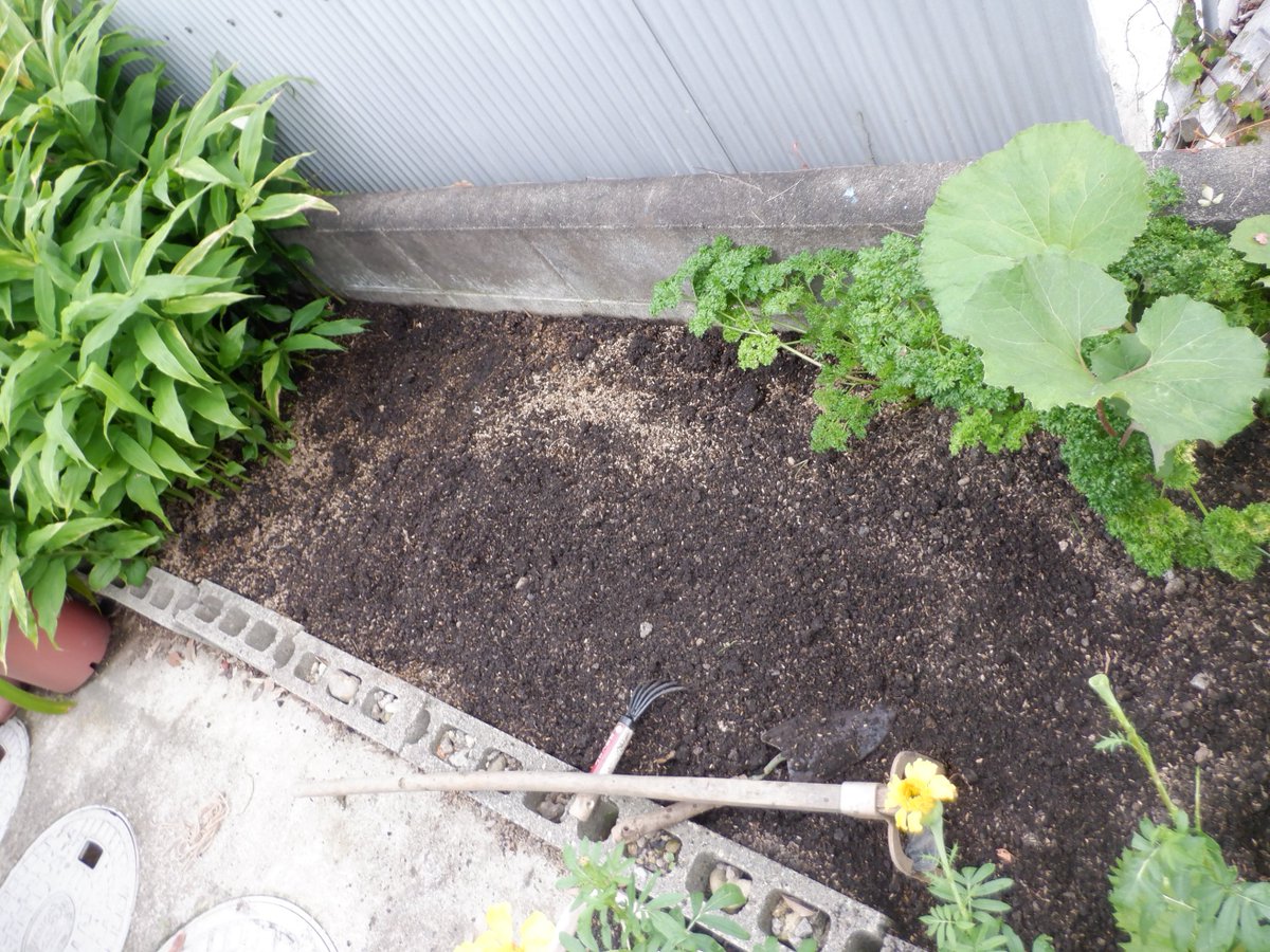 うさ 7 3 ミニ白菜タイニーシュシュを育ててたブロック畑は南側なんですが 隣家の壁で日が当たらず秋作はあまり育たないようですが とりあえず土作り 開始 混植のパセリや青紫蘇をどけて根っこを取り除いて 牡蠣殻石灰と牛糞堆肥を入れて耕しました