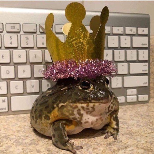 frogs wearing tiny hats, a thread: