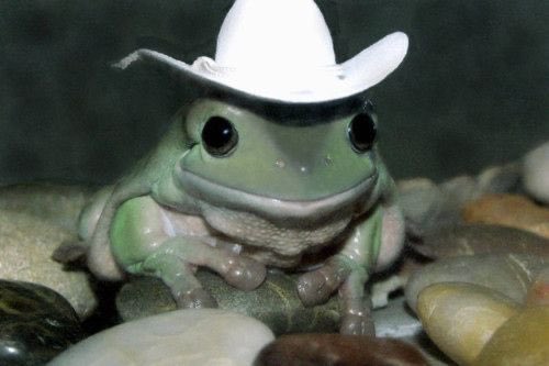 frogs wearing tiny hats, a thread:
