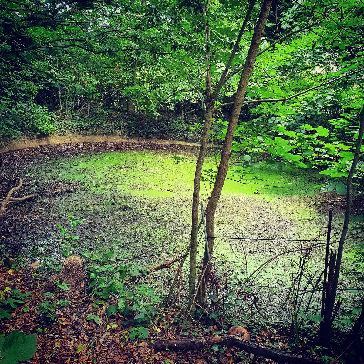 wildseawitch's tweet photo. This is a victorian bathing pool for the Abbey's nuns! #nuns #victorian #hidden #reclaimedbynature #atmospheric #spirits #bathingpool #abbey #forgottenplaces #ghostlymemories #greenpool #haunting #settings imagine it at night #lostsouls returning for one last bath or swim #free https://t.co/0E6DmLJXGK