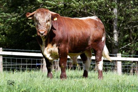 Pedigree registered #Longhorn bull for sale.  <a href="/GentonsPedigree/">GENTONS PEDIGREES</a> are selling yearling bull Gentons Tupac
See the Society website for more info
longhorncattlesociety.com/buy-and-sell/b…