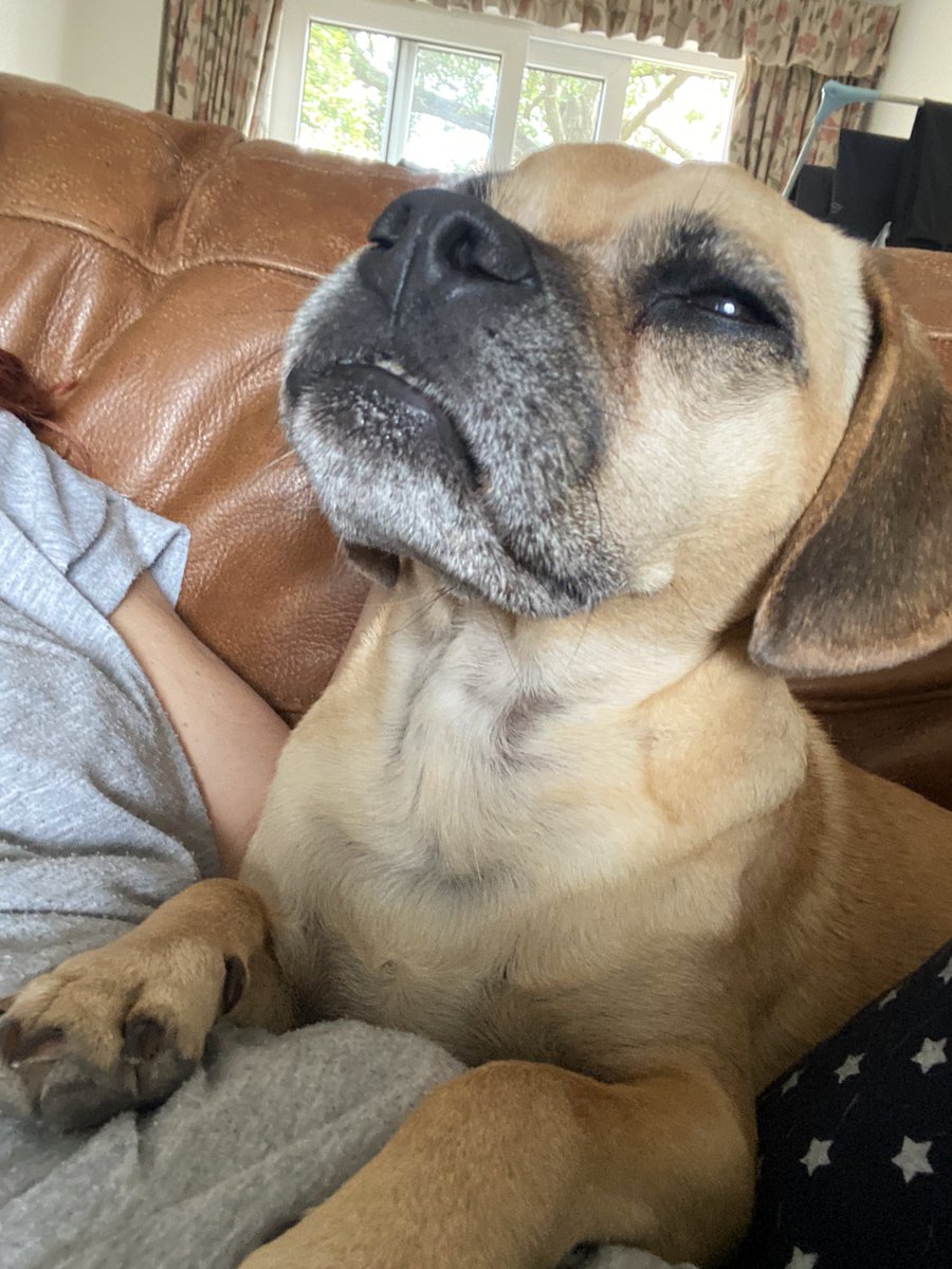 JoSargeant's tweet photo. Night terror last night! I must have been thrashing about as pillowed across the room n dogs stood on bed, one of them licking my forehead to wake me...love my dogs. I now feel beaten up by my imagination but I am being cuddled to death!😣 #Neurodiversity common prob #badsleeper https://t.co/dIoHXaV6br
