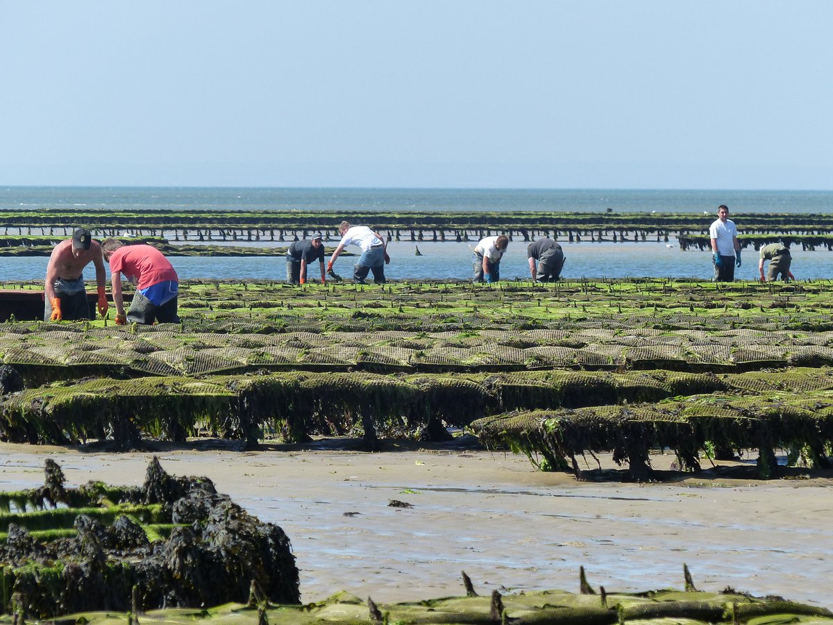 Prefet14's tweet photo. Ce mardi matin, à marée basse, Philippe COURT, prefet du #Calvados est allé à la rencontre des professionnels de l'ostreiculture et a visité les parcs à huîtres de la baie des Veys à Grandcamp Maisy.
La #Normandie est la première région productrice d'huîtres. https://t.co/fuKHYFwyHj