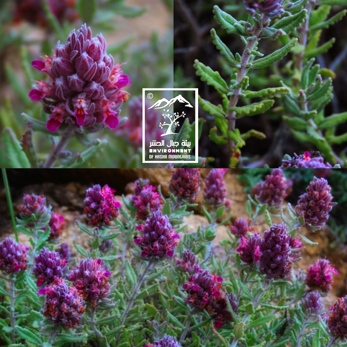 hussainalhrisi's tweet image. من #بيئة #جبال_الحشر نبات الجعدة  نوع من  أنواع الجعدة البرية وله رائحة جميلة زكية جميلة