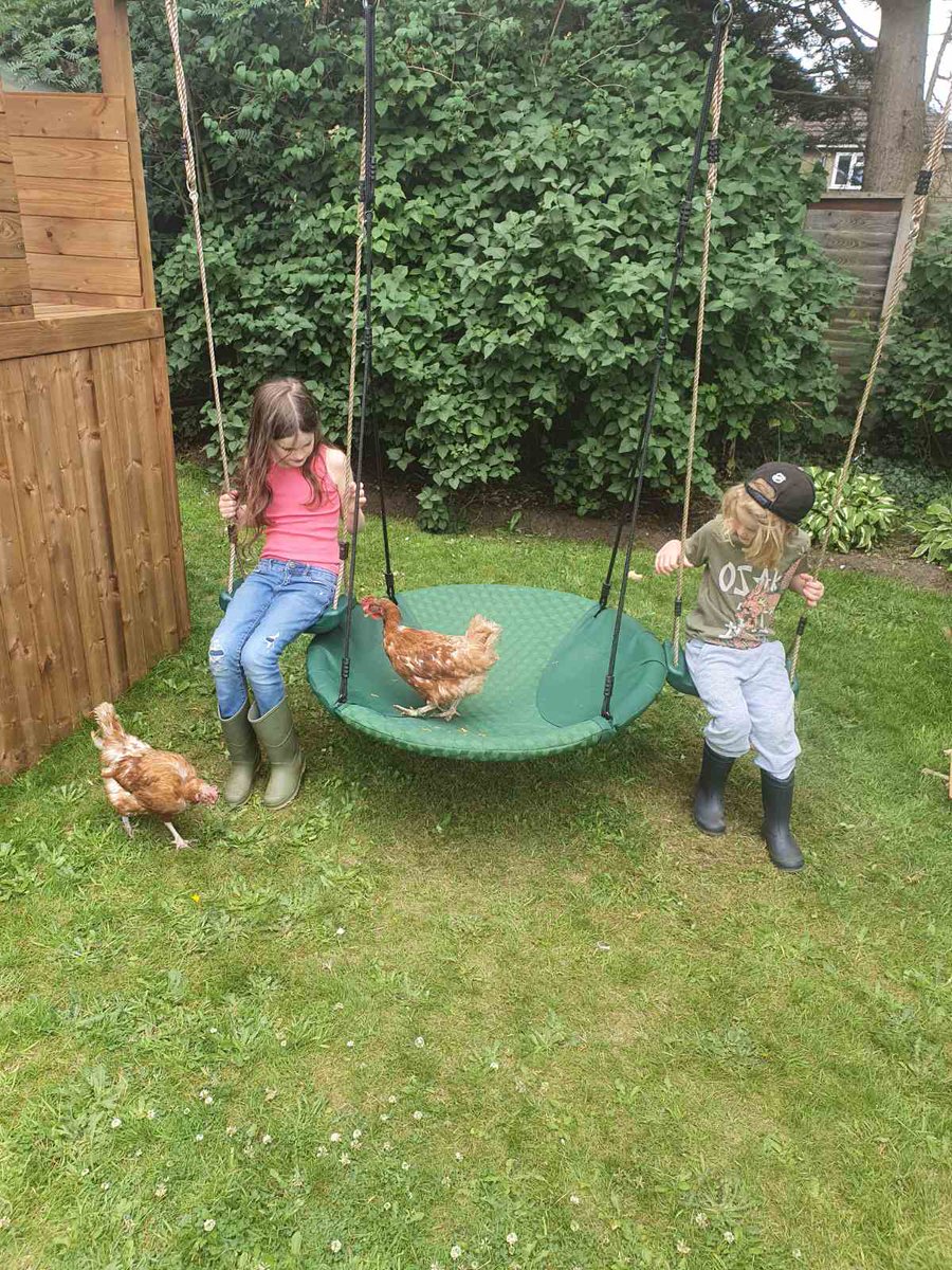 _Al_Norris's tweet photo. The Family is growing. Happy chickens, happy children. #bestpetsever https://t.co/ErBmPn6jf0
