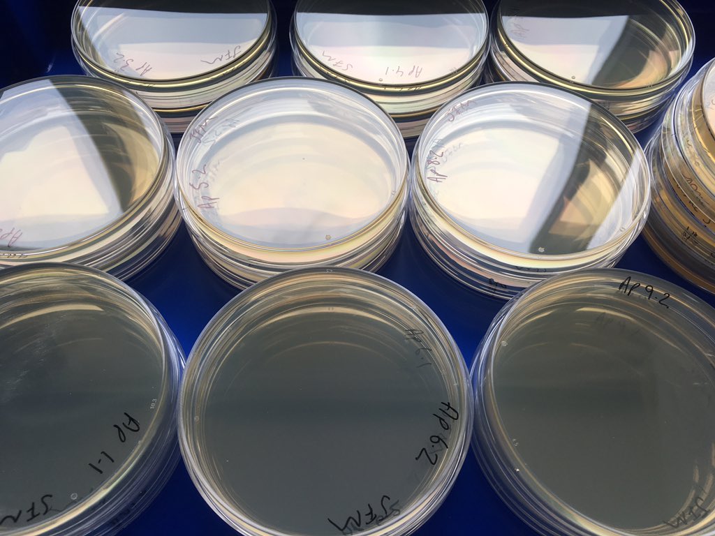 jessica_minett's tweet photo. Agar plates are made ready to go and the first #PCR is on!
#troutPhD #Cloning #JessCloningJourney #ZebraTrout #eDNA https://t.co/xf19KjuMfs