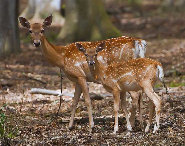 iranroute's tweet photo. Dorcas Gazelle, Persian wild goat and Persian Fallow Deer🦌 are three wonderful creatures roaming the land of Iran. They are incredible!
😻
#wonderfulplaces
#sowhyhavethathashtag
#bestplacetogo
#thatsdarling
#iranroute
#fashion
#model
#travelawsome
#berlin
#germany https://t.co/yg5zlQx1hA
