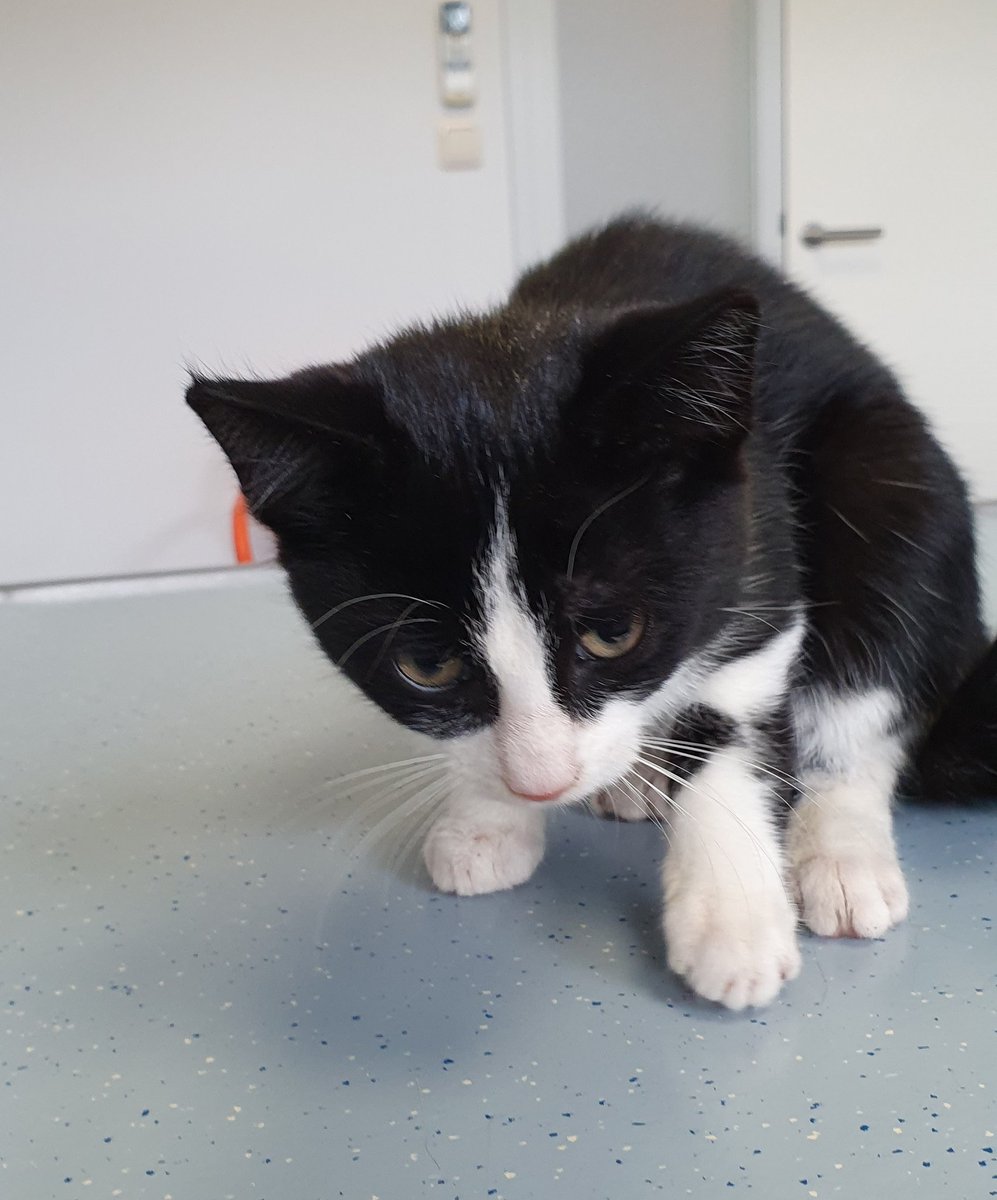 Dit kitten is oan de Koarte Ekers fûn. Kin út de wyk Wyldehoarne komme. Spitigernôch gjin chip.