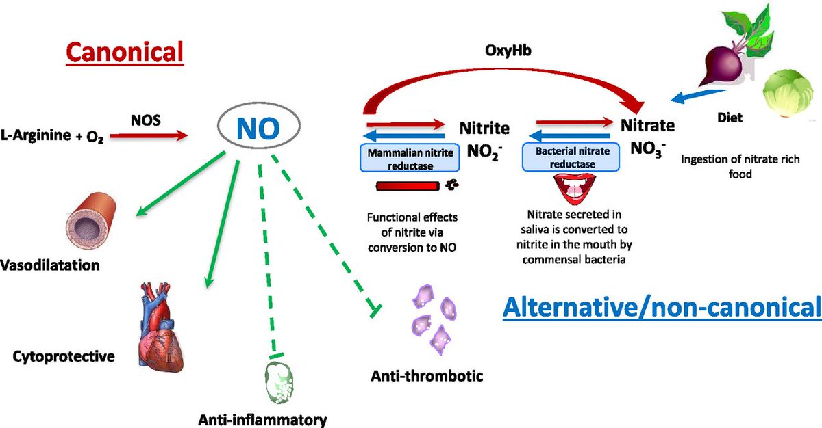 William Harvey Research Institute tweet media