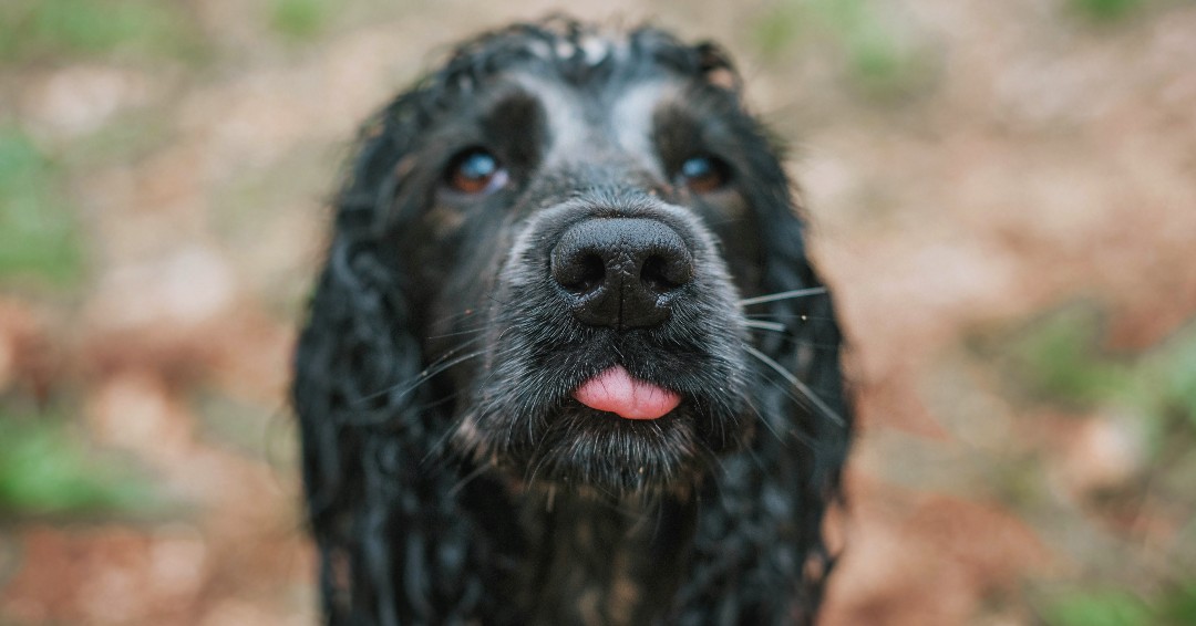 AutarkyDog's tweet photo. Is it #TongueOutTuesday or is Spaniel Willow here waiting patiently for her bowl of Autarky? ๐ค
If your dog is #ActiveWithAutarky, tweet us and let us know! https://t.co/pVicrZ6eDt