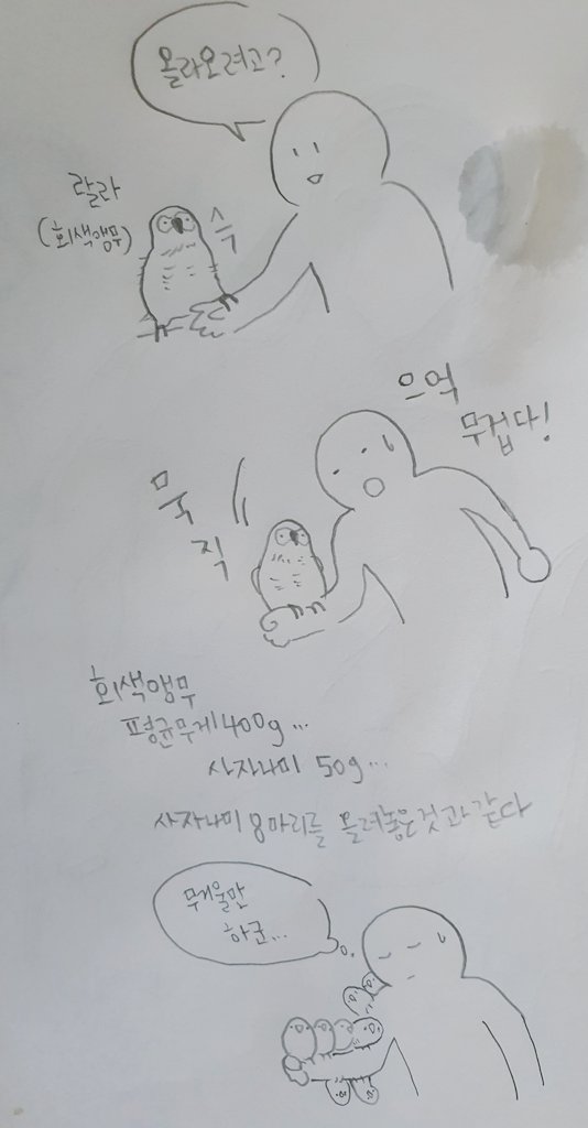 대형앵무는 팔에올려놓는것만으로도 운동이 될것같아요 