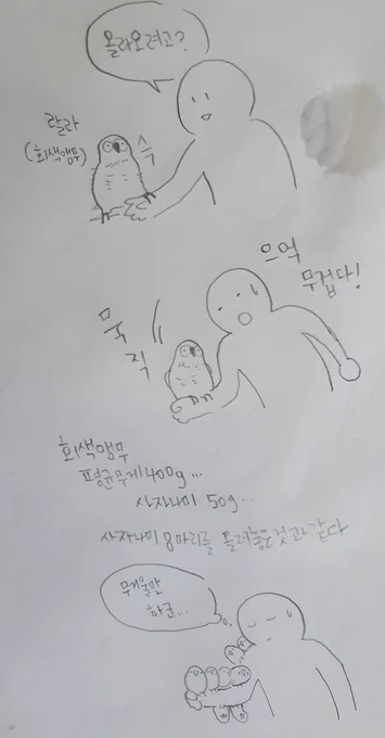 대형앵무는 팔에올려놓는것만으로도 운동이 될것같아요 