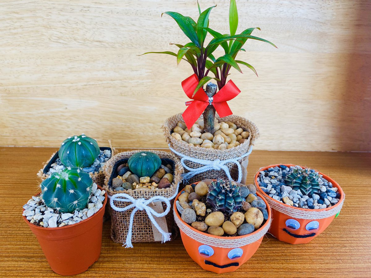 NoonaNontree's tweet photo. 🌵 https://t.co/yPgsrVnTap